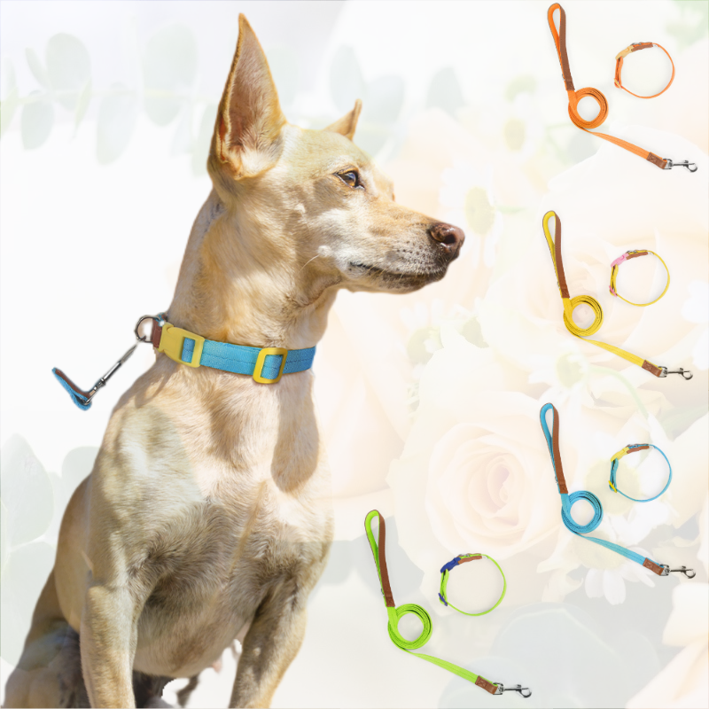 Neu Hundehalsband Hundeleder Design D Ring Halsband Leine Set Anpassung 