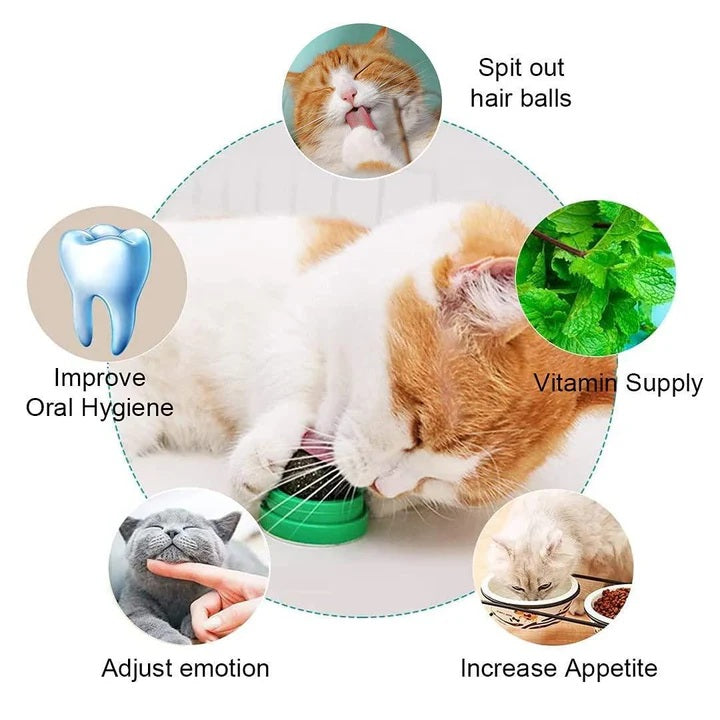 4 Pack Catnip Toys Safe Healthy Cat Wall Ball Toy